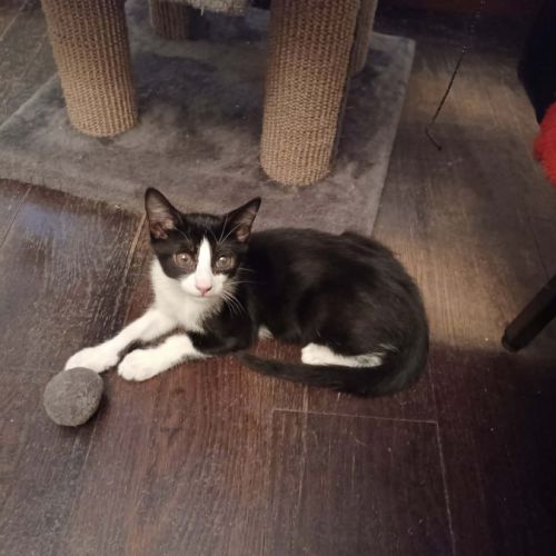 Eliot un chaton doux comme tout