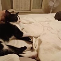 Eliot un chaton doux comme tout #2