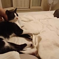Eliot un chaton doux comme tout #4