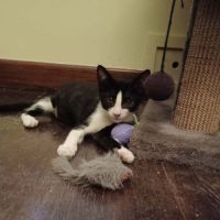 Eliot un chaton doux comme tout #5