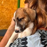 Balo sauvetage roumanie à l'adoption #3