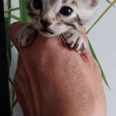 Chaton bengal #0