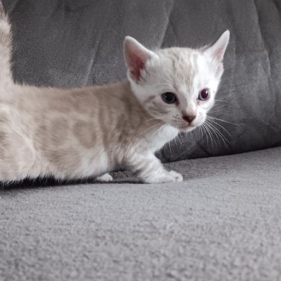 Chaton bengal #4