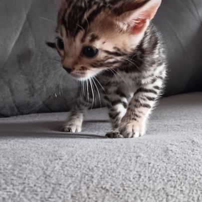 Chaton bengal #5