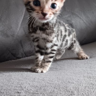 Chaton bengal #7