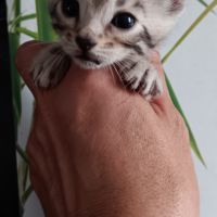 Chaton bengal