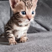 Chaton bengal #3