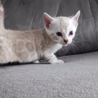 Chaton bengal #4