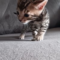 Chaton bengal #5