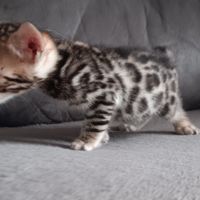 Chaton bengal #6