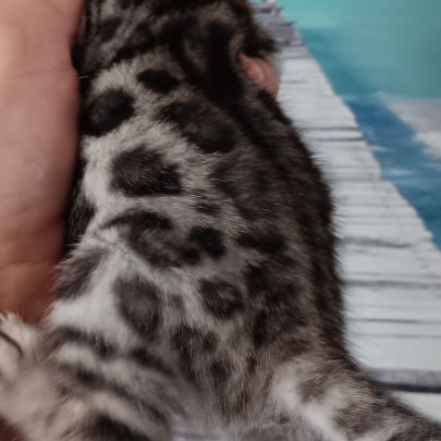 Chaton bengal #3