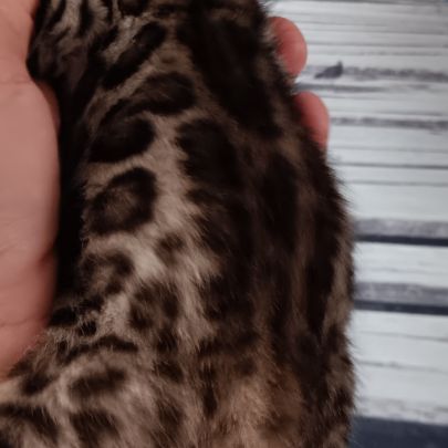 Chaton bengal #4