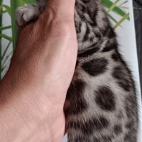Chaton bengal #1