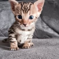 Chaton bengal #5