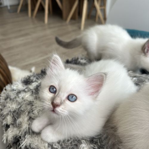 Chaton sacré de birmanie loof #1