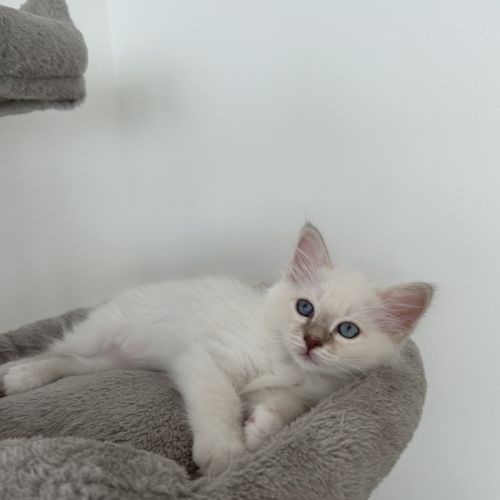 Chaton sacré de birmanie loof #0