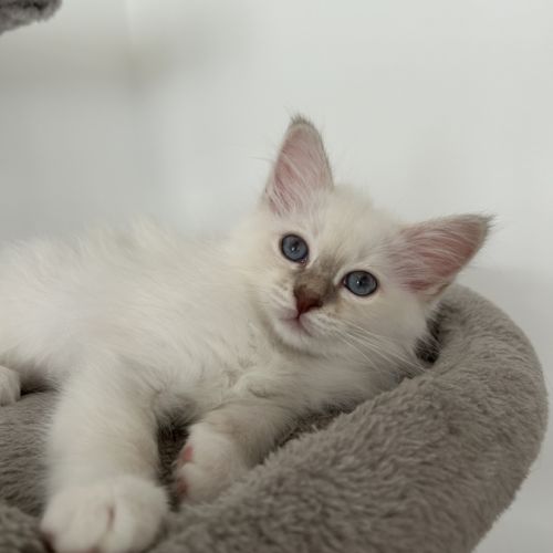 Chaton sacré de birmanie loof #3