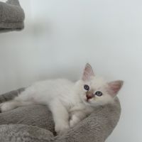 Chaton sacré de birmanie loof