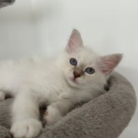 Chaton sacré de birmanie loof #3