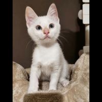 Flocon, adorable chaton à l'adoption