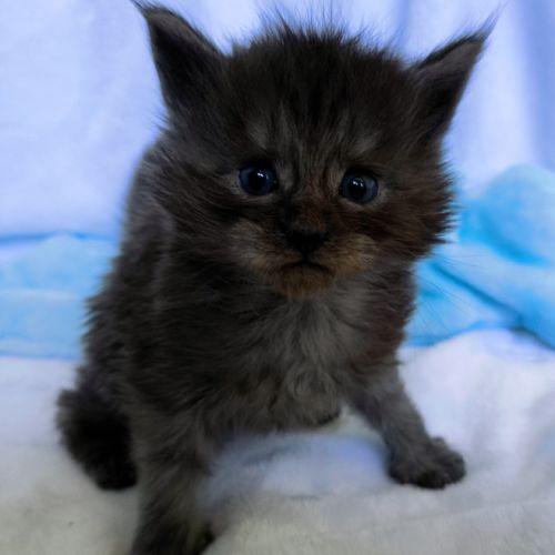 Chatons maine coon's loof #1