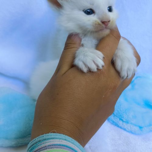 Chatons maine coon's loof #0