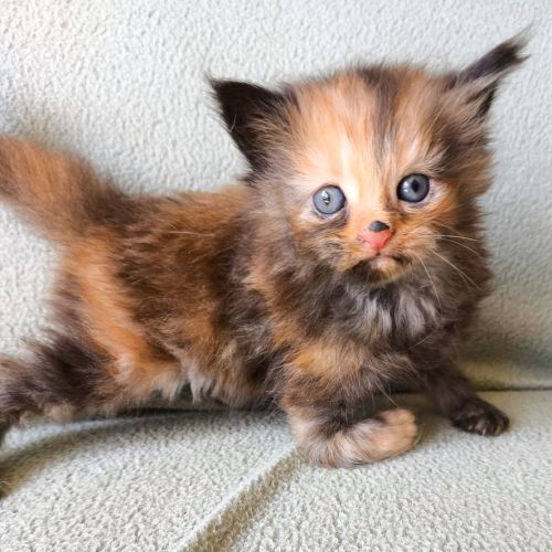 Chatons maine coon's loof #3