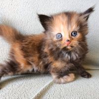 Chatons maine coon's loof #3