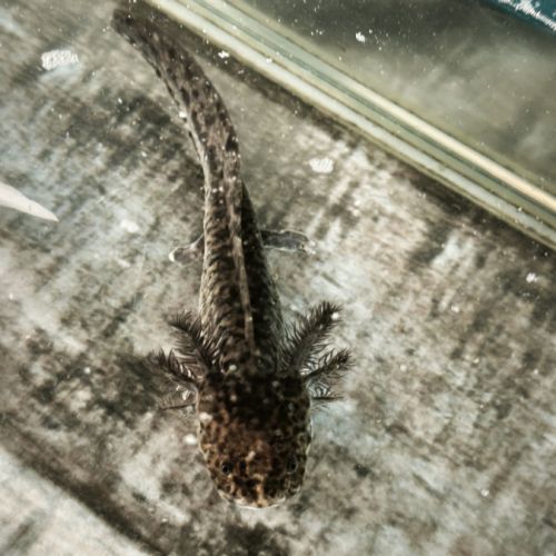 Don axolotl #2