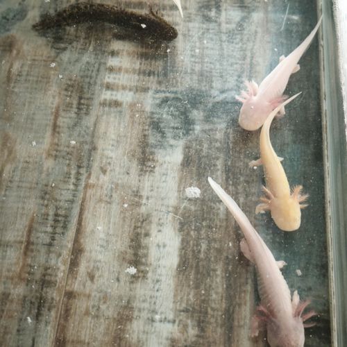 Don axolotl #3