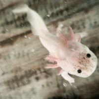 Don axolotl