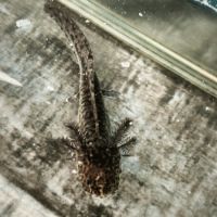 Don axolotl #2