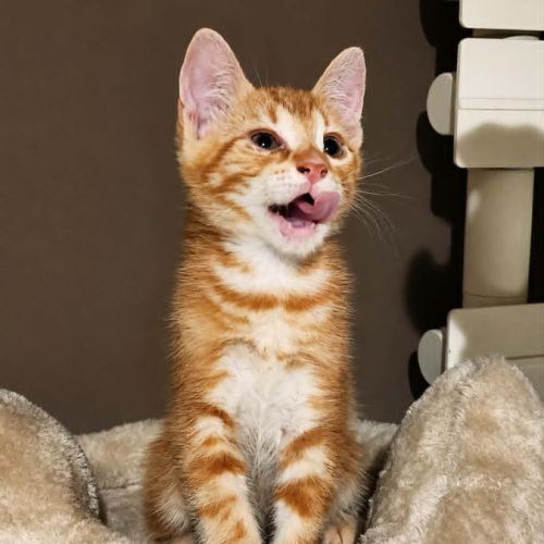 Rouky, adorable chaton à l'adoption #1