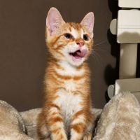 Rouky, adorable chaton à l'adoption #1