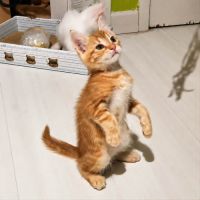 Rouky, adorable chaton à l'adoption