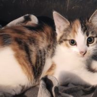 Anouchka-chatonne de 3 mois