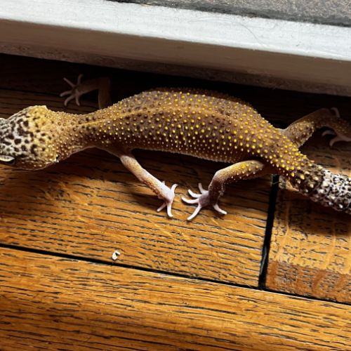 Gecko leopard #1