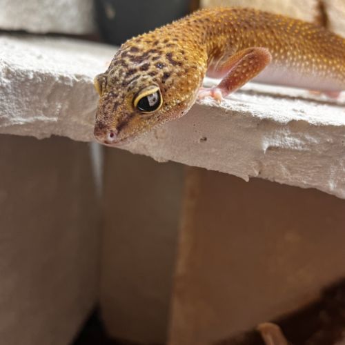 Gecko leopard #3