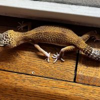 Gecko leopard #1
