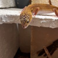 Gecko leopard