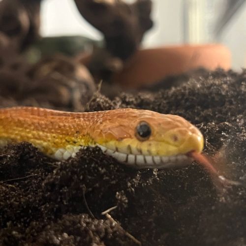 Don serpent des blés (pantherophis guttatus) fem