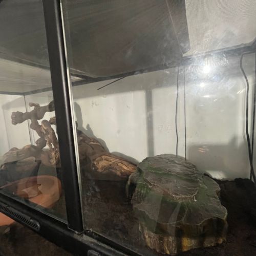 Don serpent des blés (pantherophis guttatus) fem #2