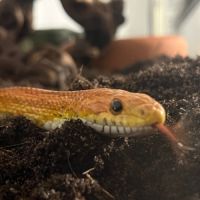 Don serpent des blés (pantherophis guttatus) fem