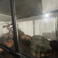 Don serpent des blés (pantherophis guttatus) fem #2