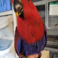 Eclectus 2026