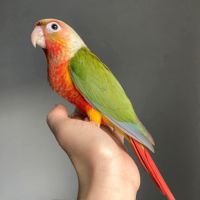 Conure eam apprivoisé