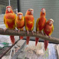 Conure eam apprivoisé #2