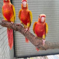 Conure eam apprivoisé #3