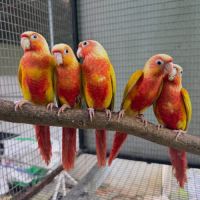 Conure eam apprivoisé #4