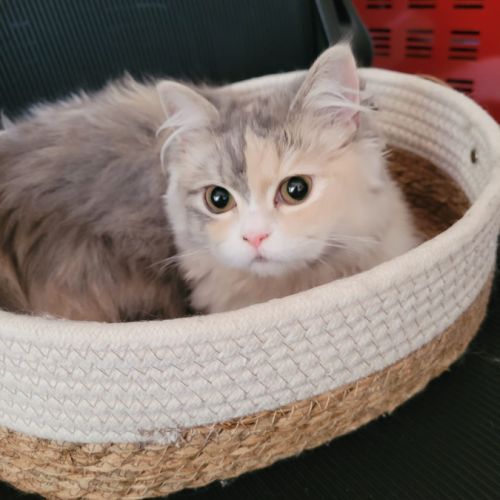 Magnifiques chatons persans #2